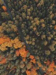 Double Blessing: CEO