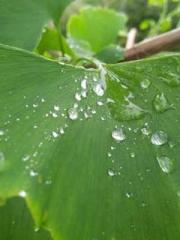 The Hardships of a D