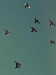 lt;Marry at first si