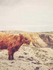 A-SOULapos;s Hoshima