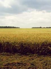 The Uncle Emperor Do